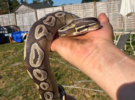 Ball python