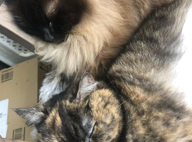 Ragdoll cat