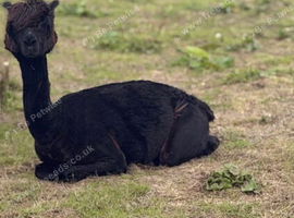 10 month old male alpacas