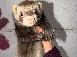 Semi angora ferrets for sale