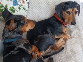 2 x Dachshund Cross
