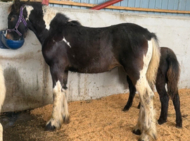 HOYS quality. Native filly foal to make 15hh