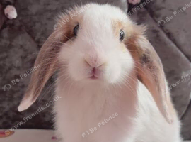 baby holland lop
