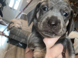 Beautiful Baby blue velvet sausage