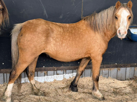 Unhandled mare