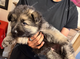 Beautiful & Chunky German Shepherd Puppy