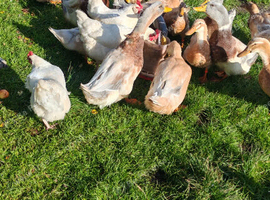 Ducks