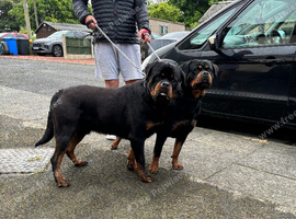 Rottweiler pet quality puppies