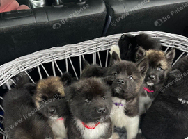 Full bread American Akitas puppys