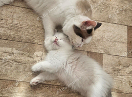 Pure Ragdolls