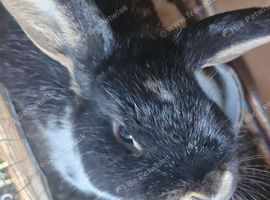 Mini lop x rex