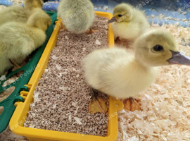 1 Week and 2 week old Lavender/White Muscovy ducklings