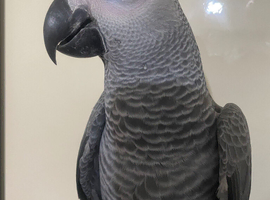 Super tame baby African grey set up
