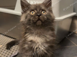 REDUCED TICA registered Mainecoon kittens