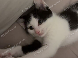 Male cat