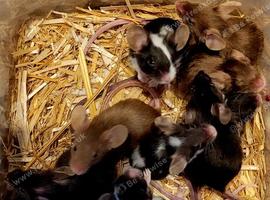 Male and female fancy mice for sale- 6 weeks old