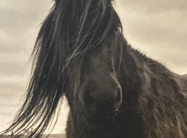 REGISTERED FELL MARE