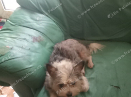 SKY NEEDS A FOREVER HOME