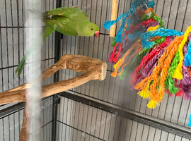 Indian ring neck