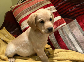 UNEXPECTEDLY FOR SALE Labrador dog puppy