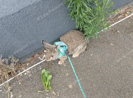 Rabbit