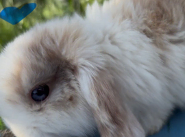 1 baby male mini lop left