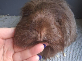 Gorgeous pair of chocolate guinea pigs