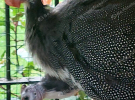 Guinea Fowl