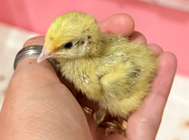 Coturnix Quail Chicks