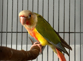 Pinapple conure baby