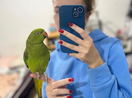 Baby Green ringneck talking Parrot
