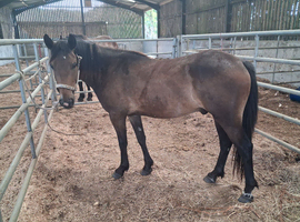 Registered geldings