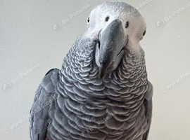 African Grey Female with cage - Very Talkative