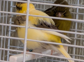 Canaries