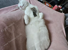 Loki for rehoming