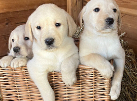 Pure yellow adorable Labradors. Ready now.
