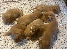 Cocker spaniel puppies