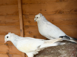 Turkish pigeon