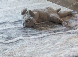 Beautiful kitten
