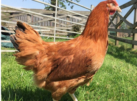 Hatching Eggs