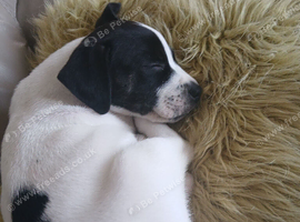 Staff cross jack russel