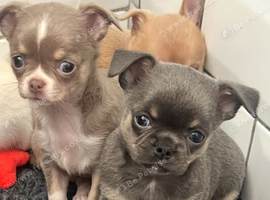 Kc registered Chihuahua pups