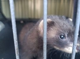 EU x Polecat ferret kits