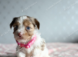 Colorful Yorkshire terrier