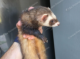 2 ferrets for rehome