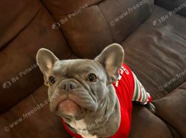 2 year old frenchie female