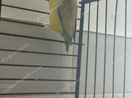 Male Parrotlet