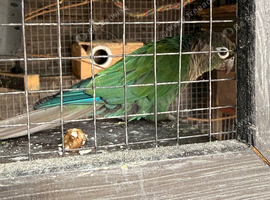 Conure for sale