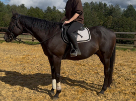 16hh gelding