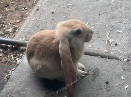 Very sweet Rabbits